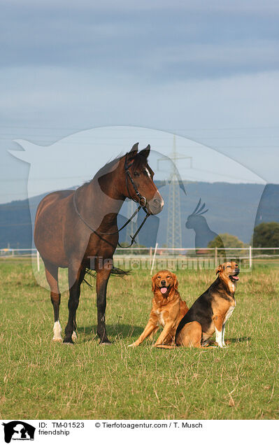 friendship / TM-01523
