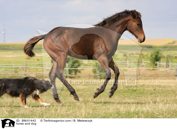 horse and dog / BM-01442