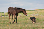 horse and dog