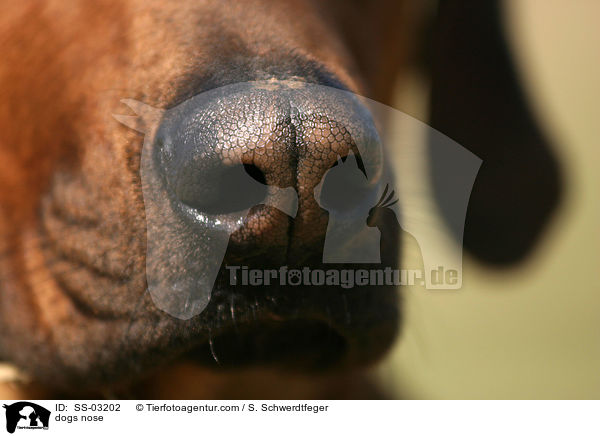Hundenase / dogs nose / SS-03202