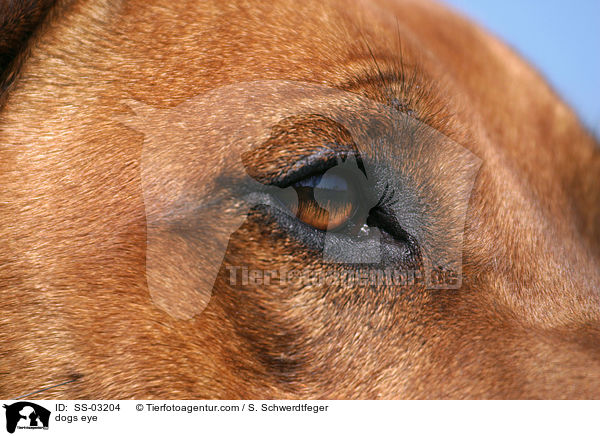 Hundeauge / dogs eye / SS-03204