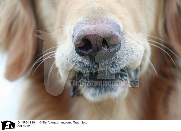 Hundenase / dog nose / IF-01380