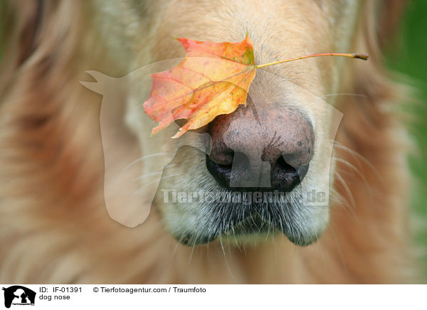 Hundenase / dog nose / IF-01391