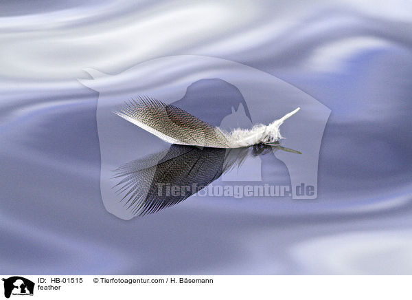 Feder / feather / HB-01515