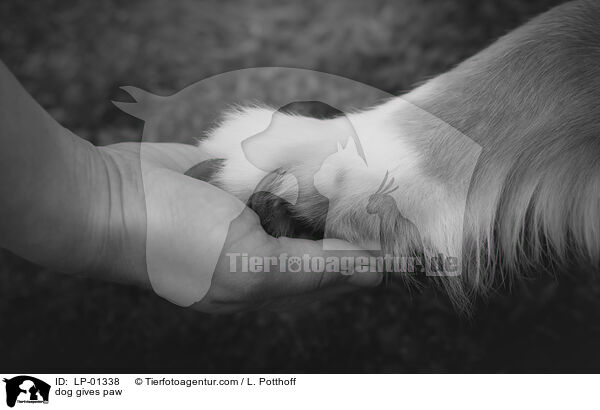 Hund gibt Pftchen / dog gives paw / LP-01338