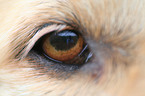 dog eye