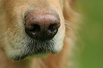 dog nose