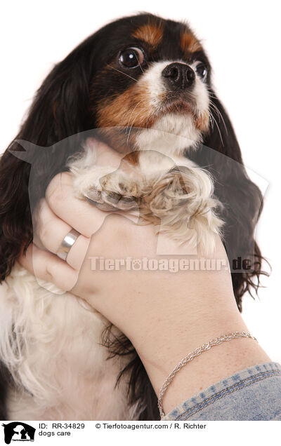 Hundepflege / dogs care / RR-34829