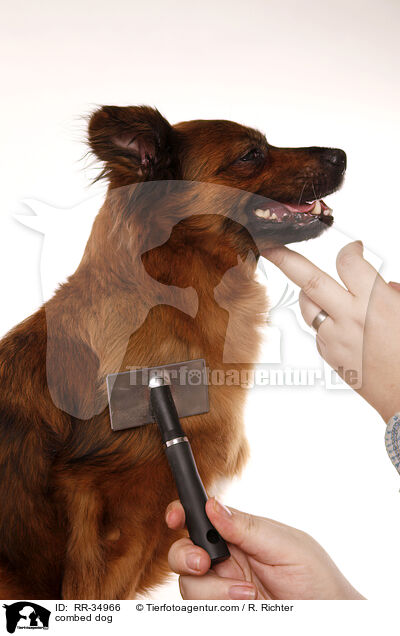 Hund wird gekmmt / combed dog / RR-34966