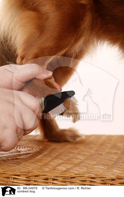 Hund wird gekmmt / combed dog / RR-34976