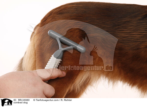 Hund wird gekmmt / combed dog / RR-34980