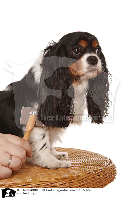 Hund wird gekmmt / combed dog / RR-34989