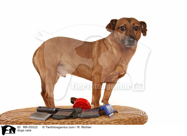 Hundepflege / dogs care / RR-35022