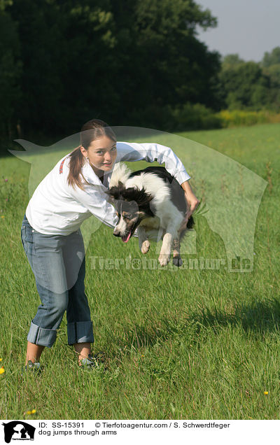 Hund springt durch Arme / dog jumps through arms / SS-15391