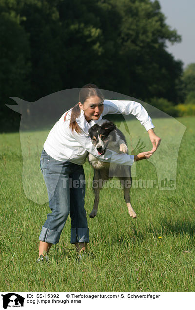 Hund springt durch Arme / dog jumps through arms / SS-15392