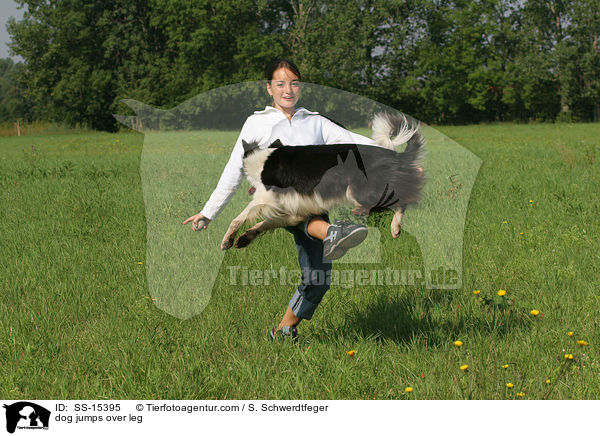 dog jumps over leg / SS-15395