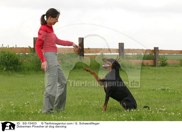 Dobermann beim Dog Dancing / Doberman Pinscher at dog dancing / SS-15403