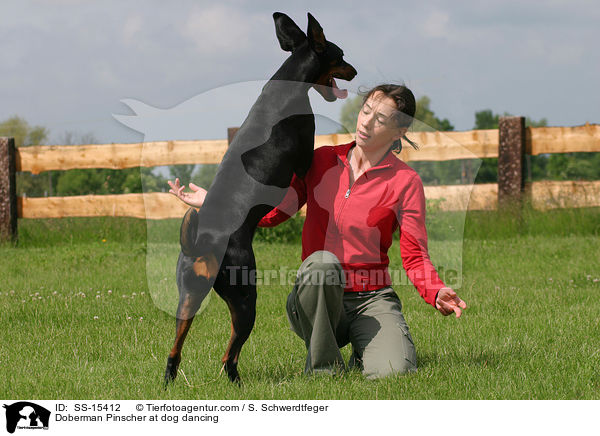 Doberman Pinscher at dog dancing / SS-15412