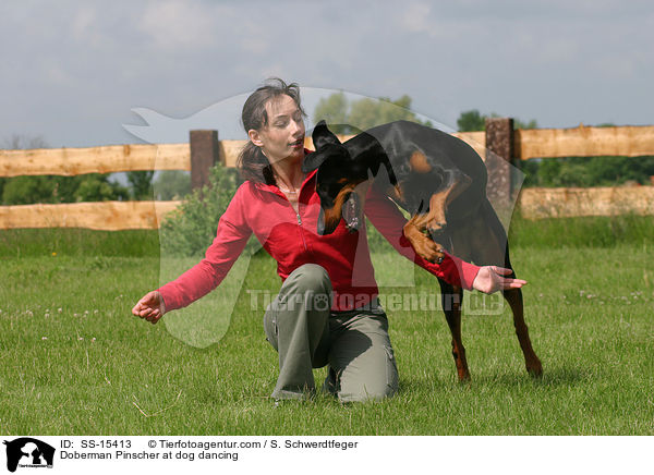 Dobermann beim Dog Dancing / Doberman Pinscher at dog dancing / SS-15413