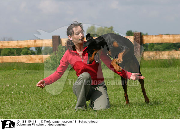 Dobermann beim Dog Dancing / Doberman Pinscher at dog dancing / SS-15413