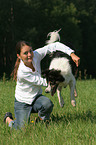 Border Collie jumps through arms