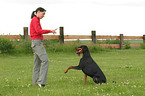 Doberman Pinscher at dog dancing