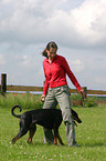 Doberman Pinscher at dog dancing