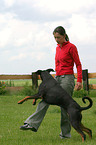 Doberman Pinscher at dog dancing