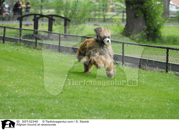 Afghane auf Rennbahn / Afghan hound at racecourse / SST-02349