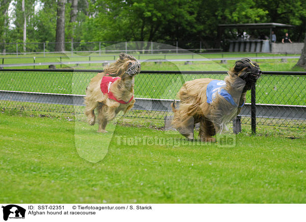 Afghane auf Rennbahn / Afghan hound at racecourse / SST-02351