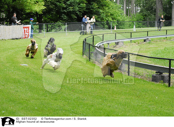 Afghane auf Rennbahn / Afghan hound at racecourse / SST-02352