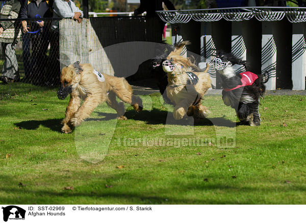 Afghanen am Start / Afghan Hounds / SST-02969