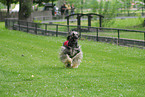 Afghan hound at racecourse