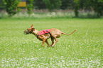 Pharaoh Hound