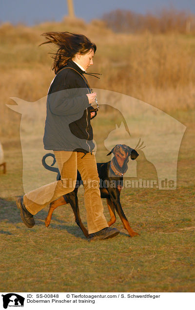 Dobermann luft bei Fu / Doberman Pinscher at training / SS-00848