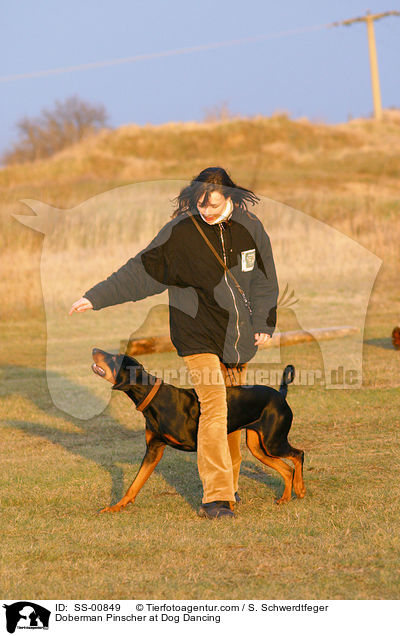 Dobermann beim Dog Dancing / Doberman Pinscher at Dog Dancing / SS-00849