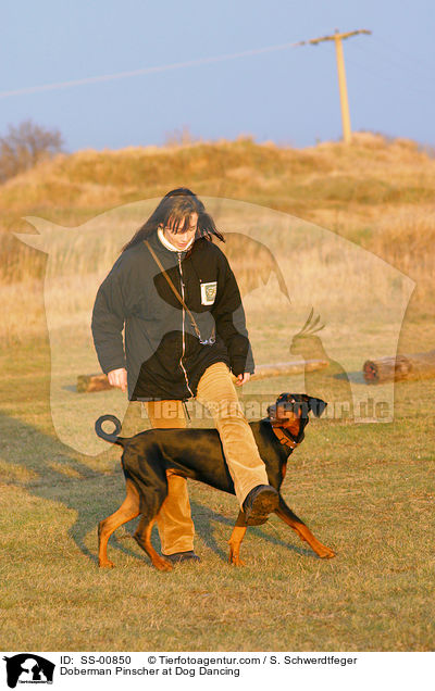 Dobermann beim Dog Dancing / Doberman Pinscher at Dog Dancing / SS-00850