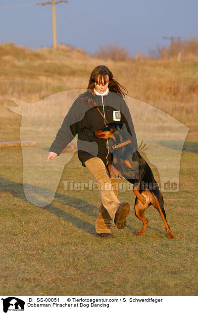 Dobermann beim Dog Dancing / Doberman Pinscher at Dog Dancing / SS-00851