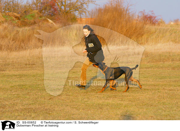 Doberman Pinscher at training / SS-00852