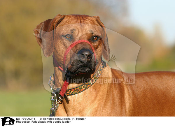 Rhodesian Ridgeback mit Halti / Rhodesian Ridgeback with gentle leader / RR-06344