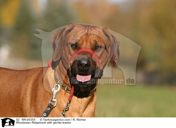Rhodesian Ridgeback mit Halti / Rhodesian Ridgeback with gentle leader / RR-06355