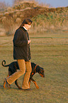 Doberman Pinscher at training