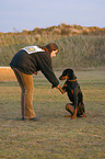 Doberman Pinscher gives paw