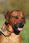 Rhodesian Ridgeback with gentle leader