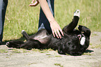 young woman with dog