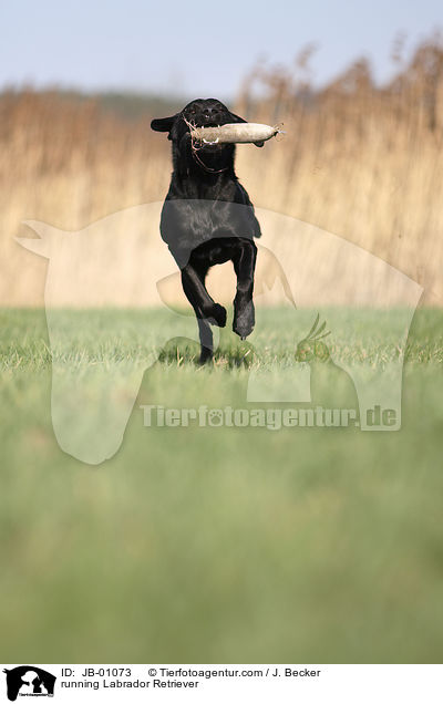 running Labrador Retriever / JB-01073