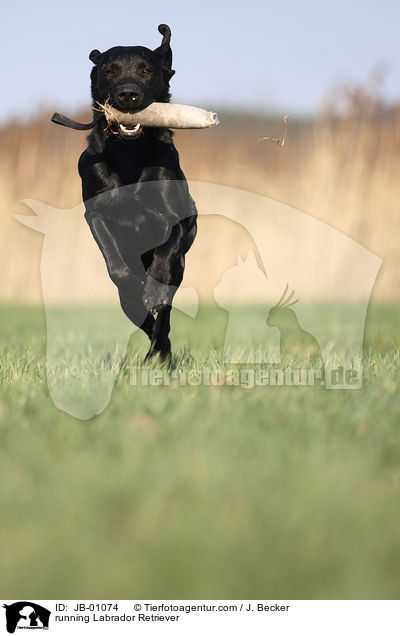 running Labrador Retriever / JB-01074
