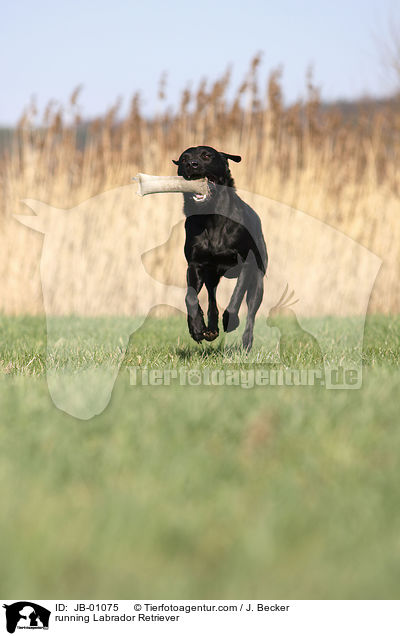 rennender Labrador / running Labrador Retriever / JB-01075