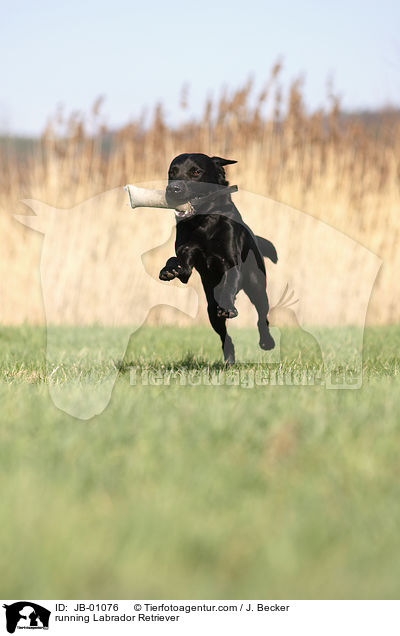 running Labrador Retriever / JB-01076