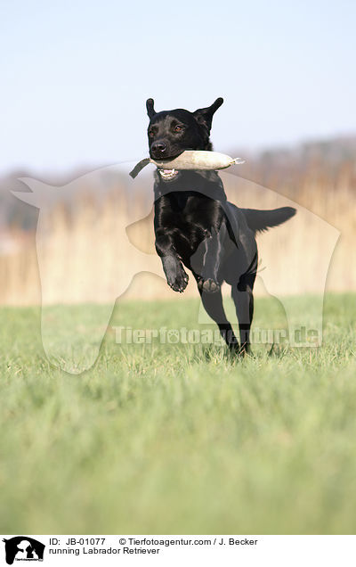 rennender Labrador / running Labrador Retriever / JB-01077